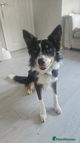 Border Collie dogs - Advert 1