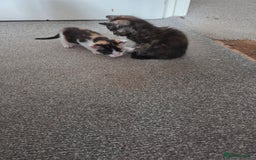 Domestic Shorthair cats for sale: Beautiful kittens ready for home - Image 6