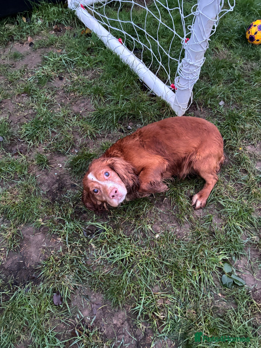 Cocker Spaniel dogs for sale: George is  **   - Advert 2