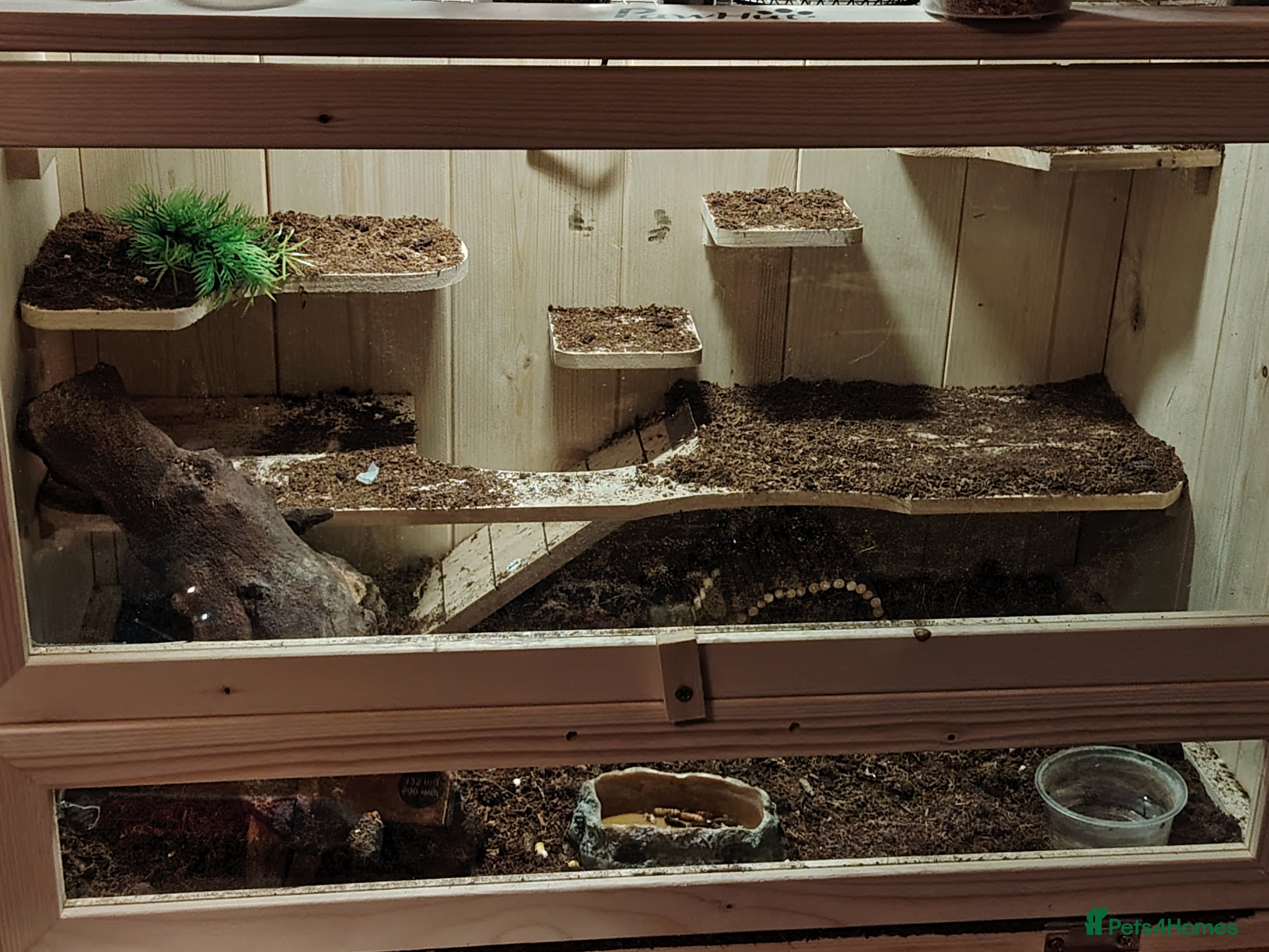 Gecko reptiles Leopard gecko  - Advert 1