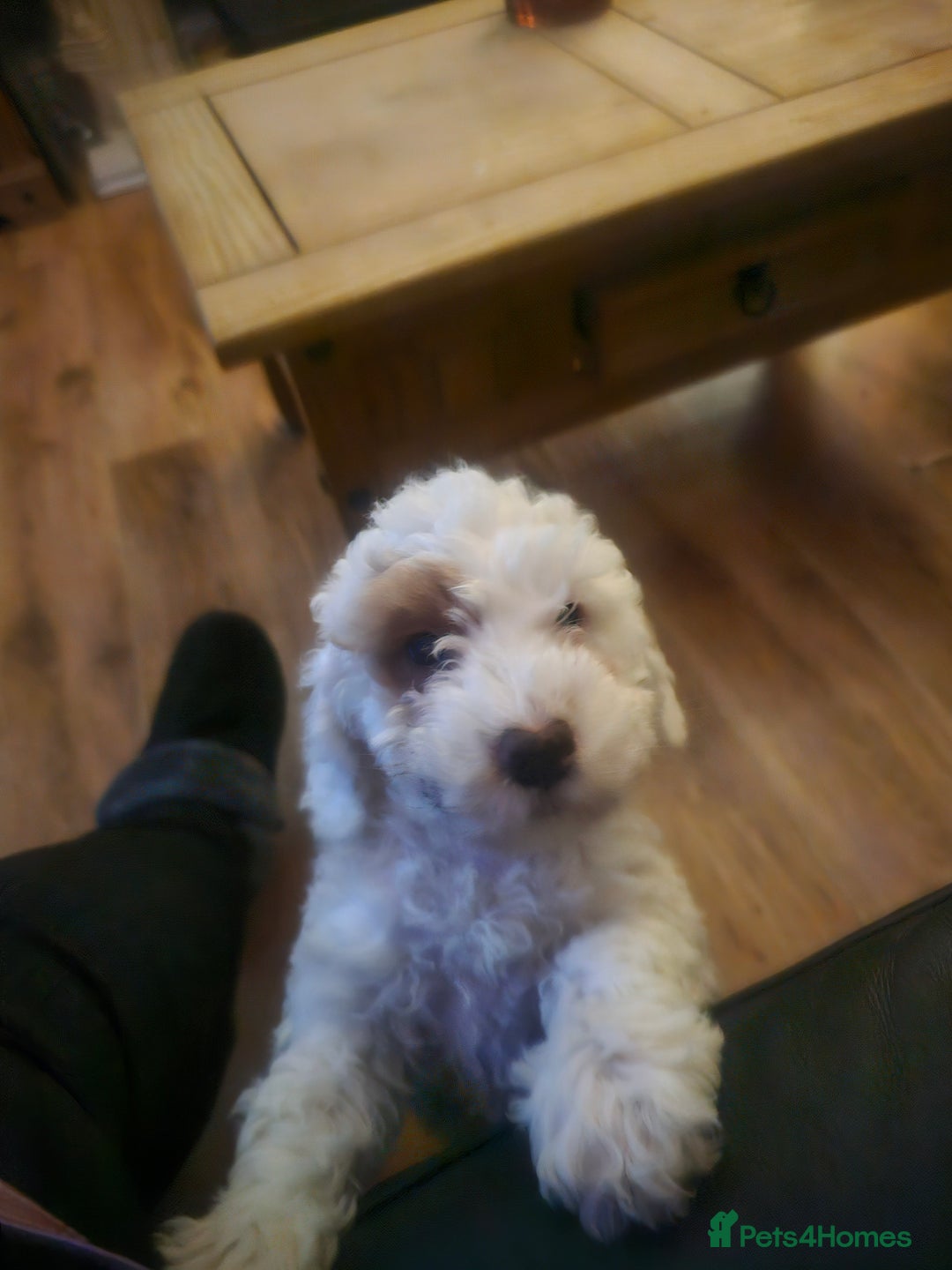 Cockapoo dogs for sale: Ready now! White female cockapoo puppy! - Advert 24