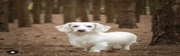 Miniature Dachshund dogs for sale: KC registered cream longhair miniature dachshund  - Advert 17
