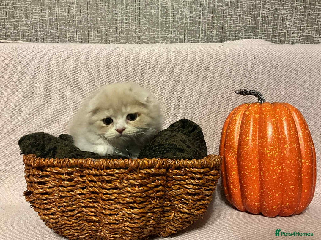 Scottish Fold cats for sale: !4 LEFT! BEAUTIFUL SCOTTISH FOLDS  - Image 4