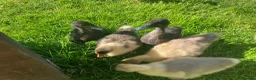 Ducks poultry for sale: Ducklings, goslings and chicks  - Advert 6