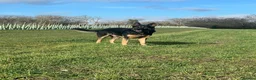 German Shepherd dogs for sale: 🐾 Beautiful KC German shepherd puppies 🐾 - Advert 5
