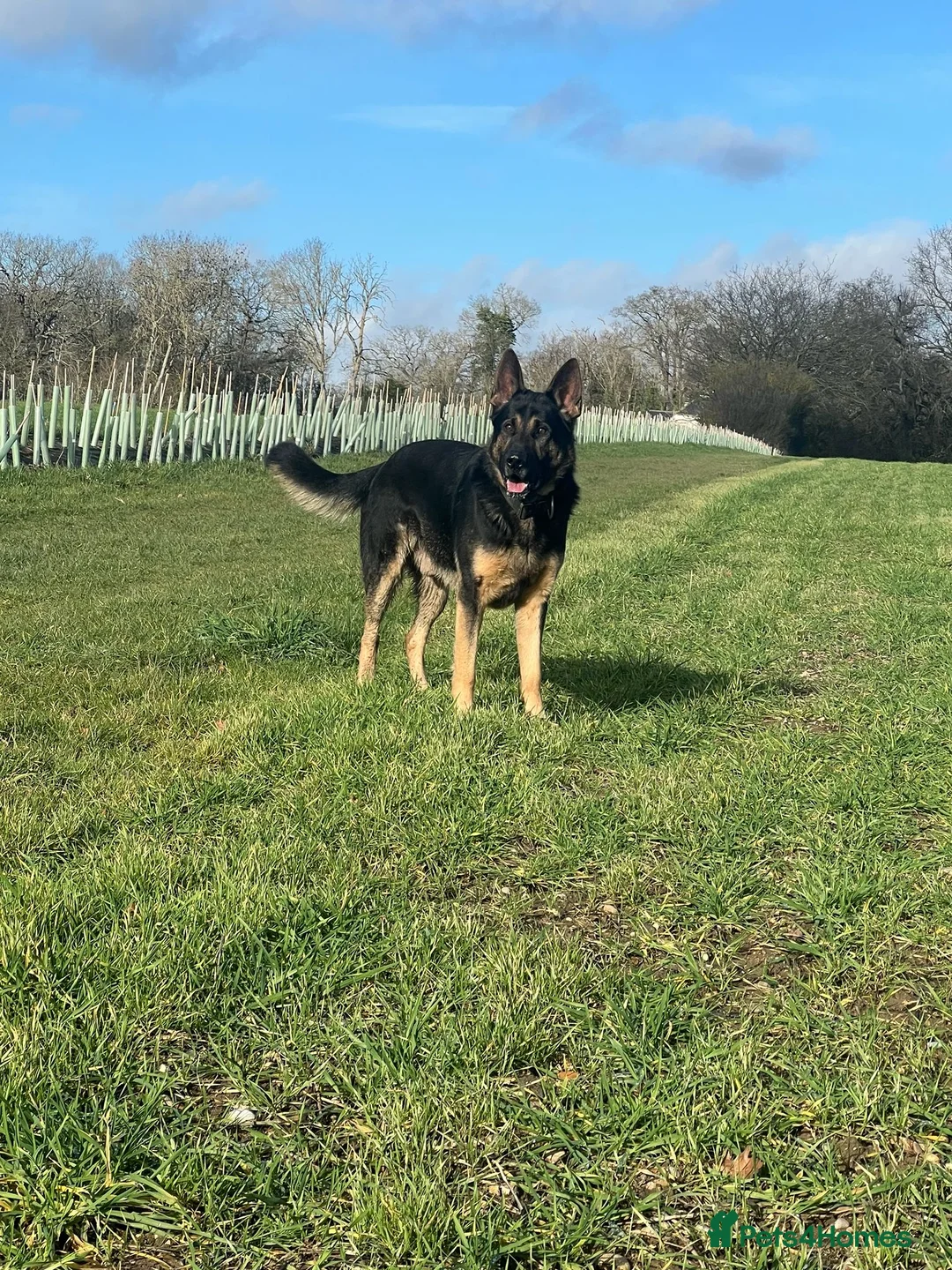 German Shepherd dogs for sale: 🐾 Beautiful KC German shepherd puppies 🐾 - Advert 5