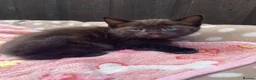 Mixed Breed cats for sale: Kittens for sale  - Advert 8