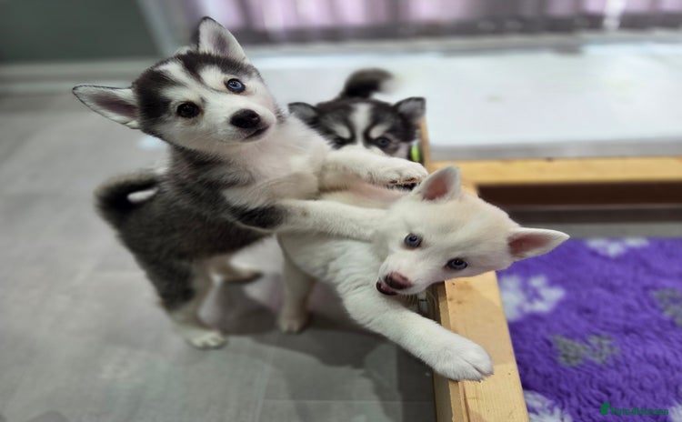 Pomsky dogs - Advert 3