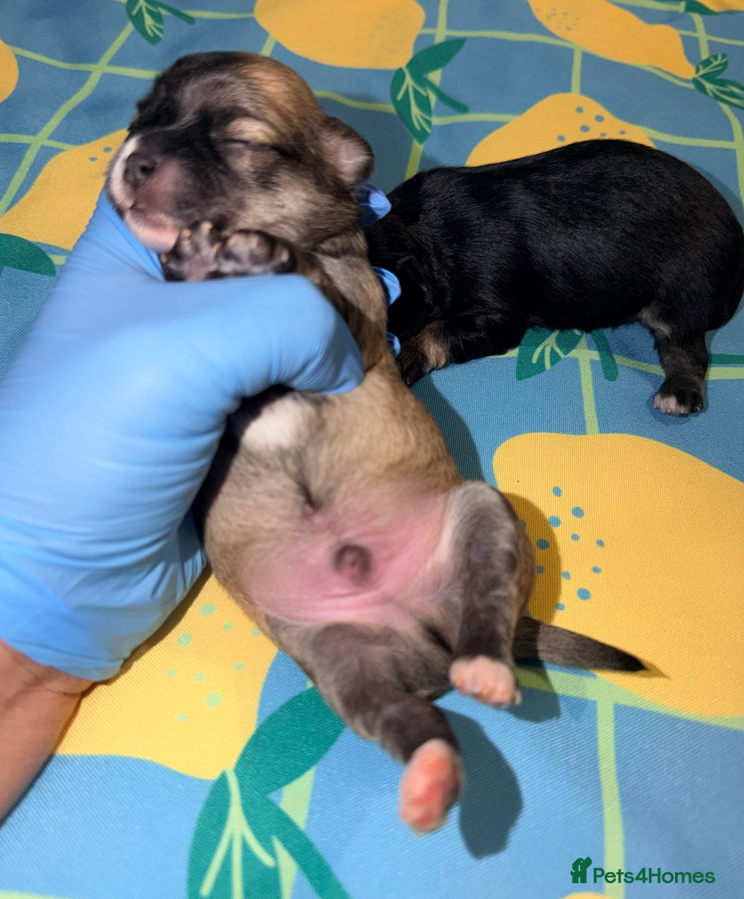 Mixed Breed dogs for sale: Malchi babies  - Advert 13