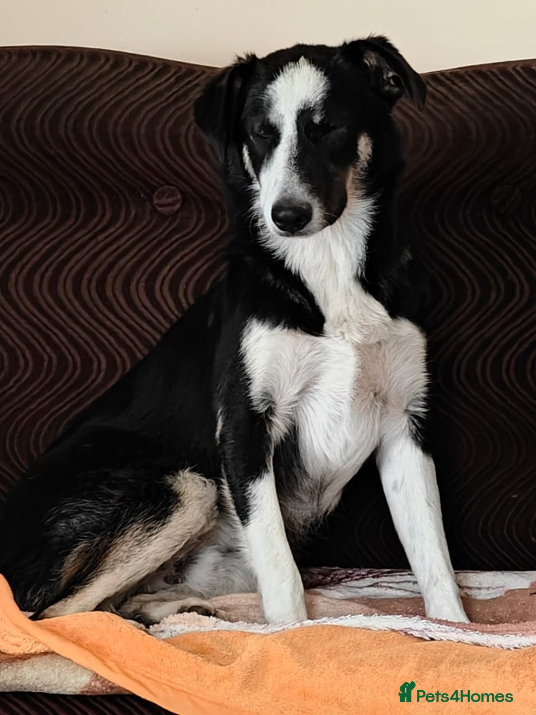 Mixed Breed dogs for adoption: 💙🐶 BENNY 🐶💙 - Image 24