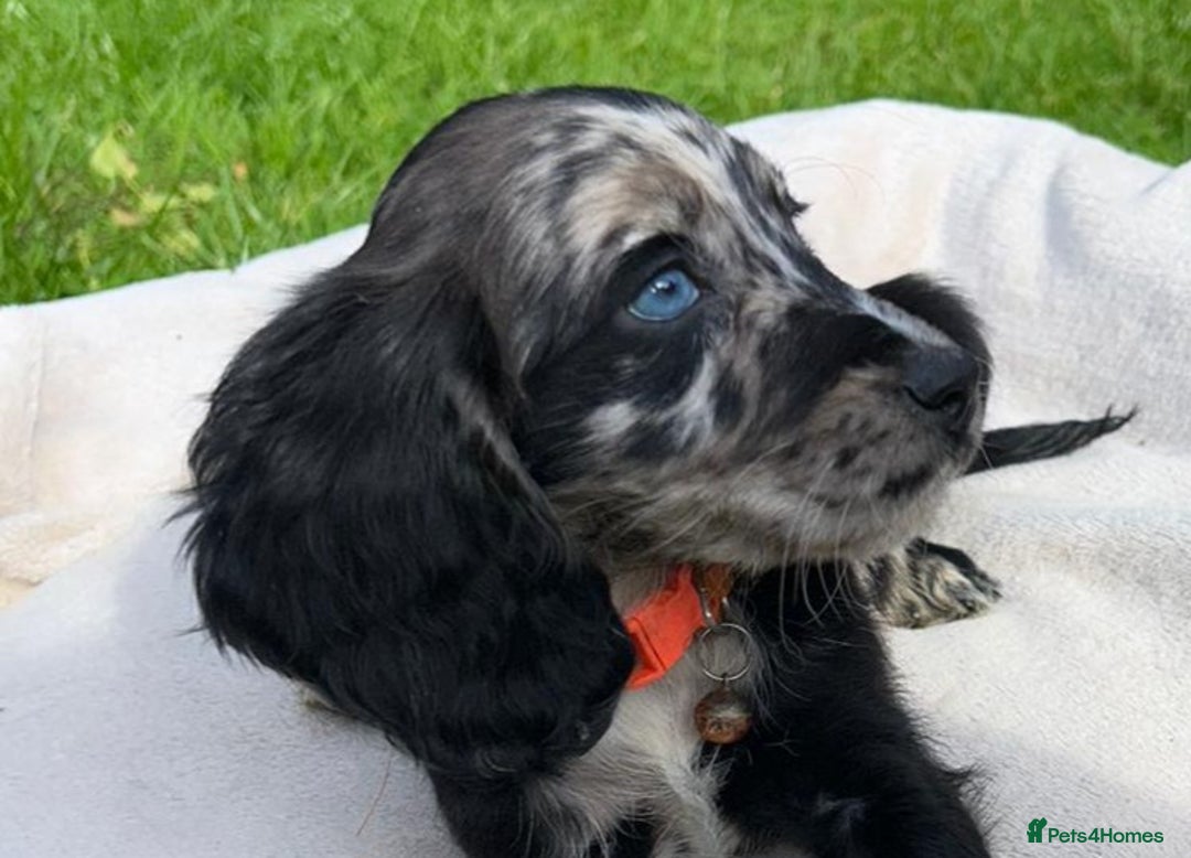 Cocker Spaniel dogs for sale: 3 beautiful working cocker spaniel puppies  - Image 14