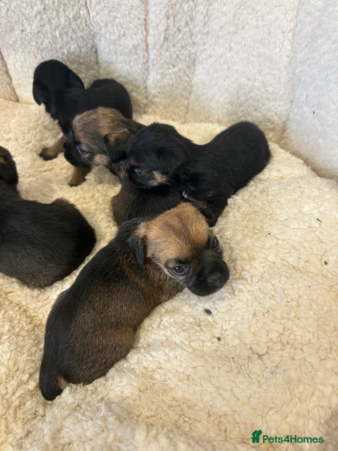 Border Terrier dogs for sale: Slem clear Kc registered Border terrier puppies - Advert 5