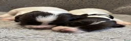 English Springer Spaniel dogs for sale: Beautiful Springer Spaniel Puppies  in Swadlincote - Advert 31