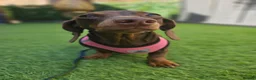 Miniature Dachshund dogs for sale: Rosie, KC-registered Dachshund  - Advert 4