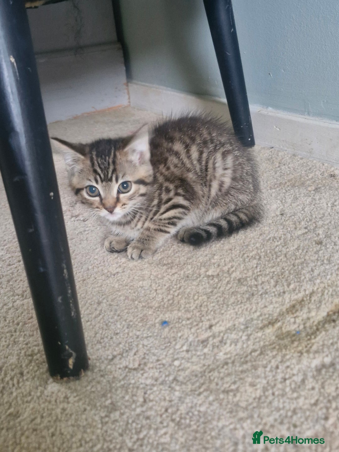 Mixed Breed cats for sale: 🐾Adorable kittens for sale  - Advert 3