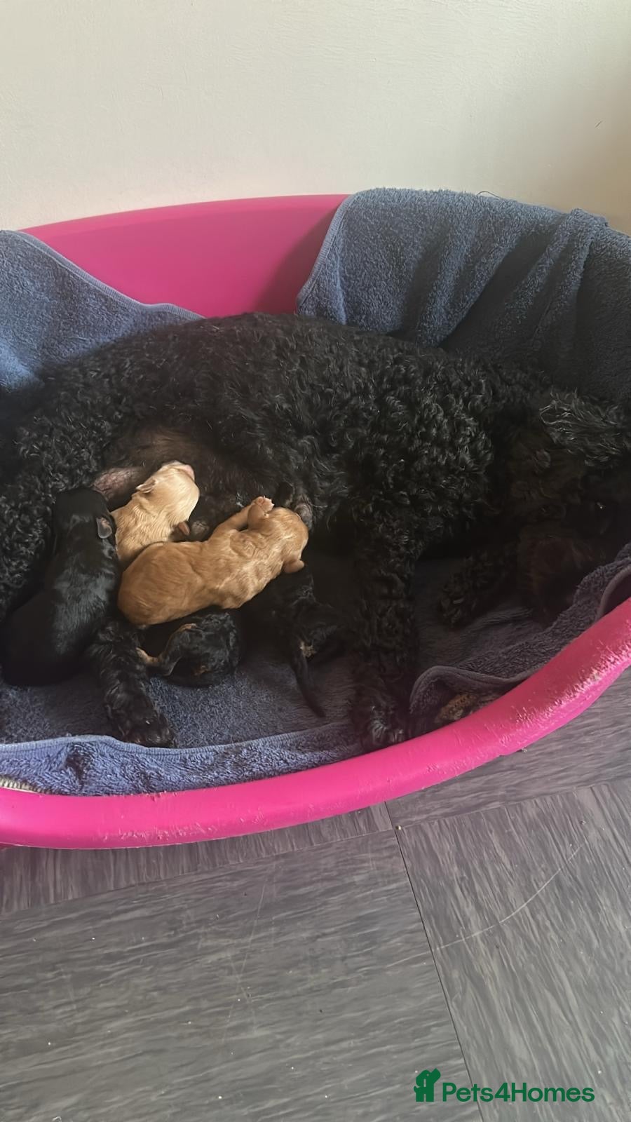 Cockapoo dogs Toy poodles for sale - Advert 9