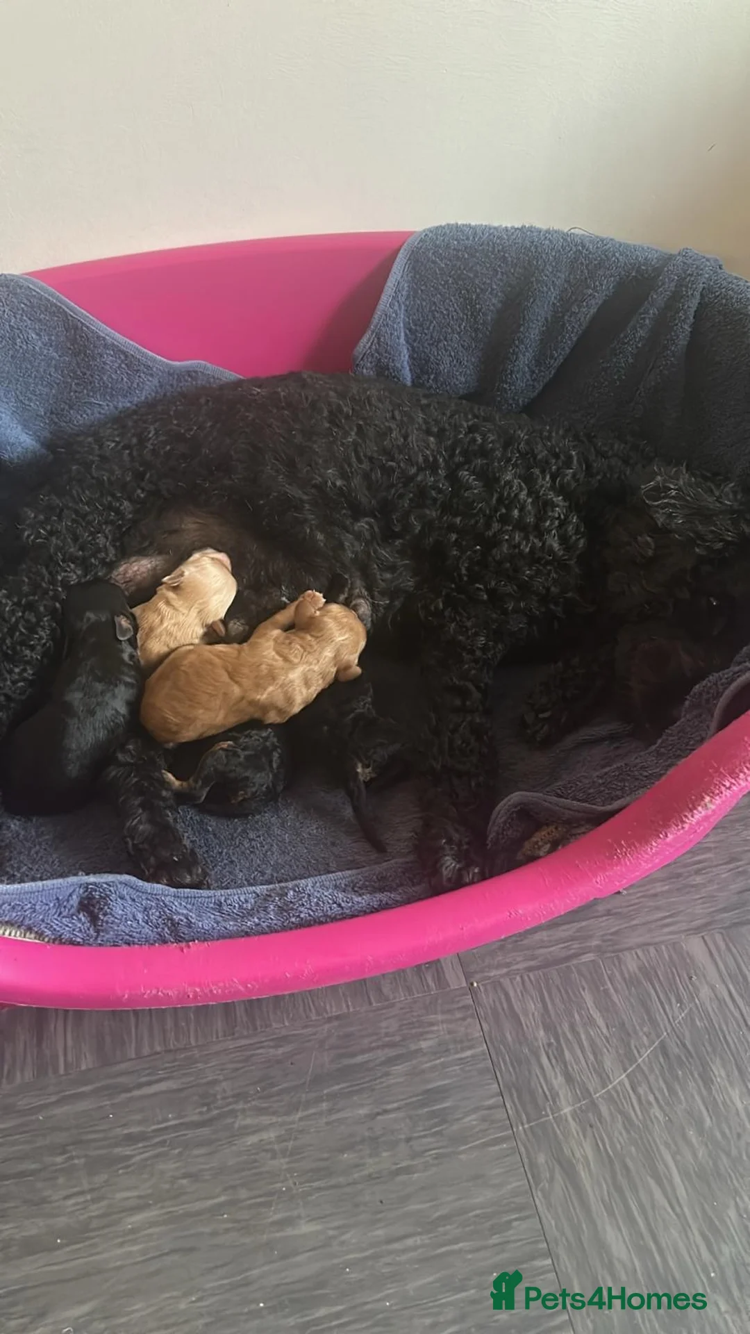 Cockapoo dogs for sale: Toy poodles for sale in Salford - Advert 1