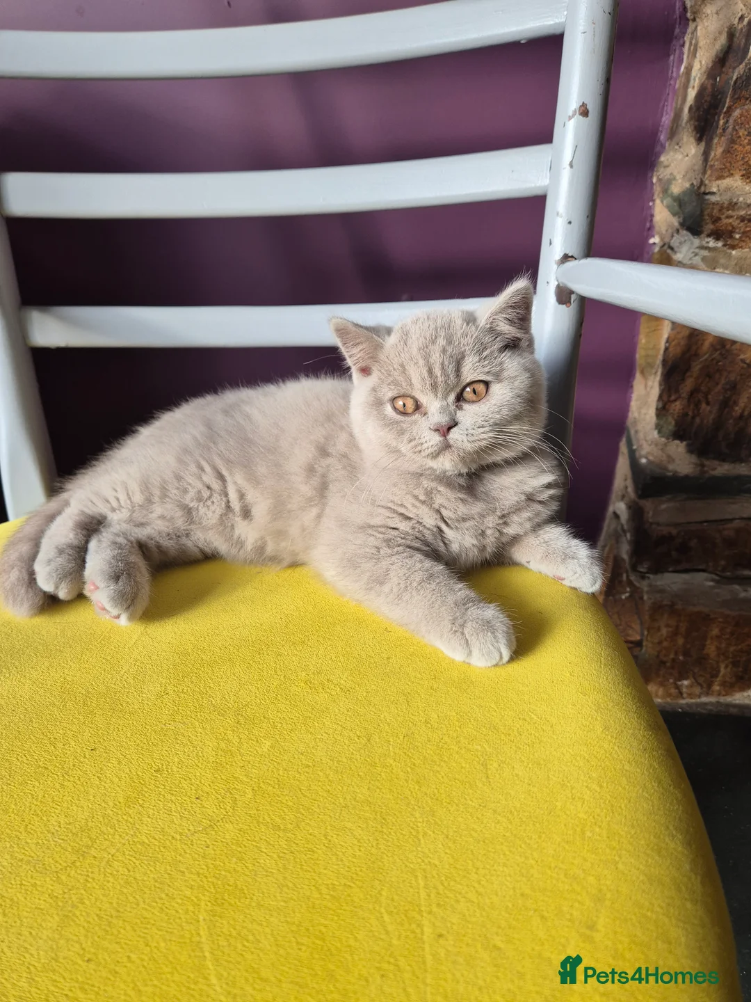British Shorthair cats for sale: British shorthair kittens fawn and chocolate males - Advert 1