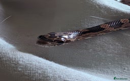 Corn Snake reptiles for sale: Baby corn snake - Advert 3