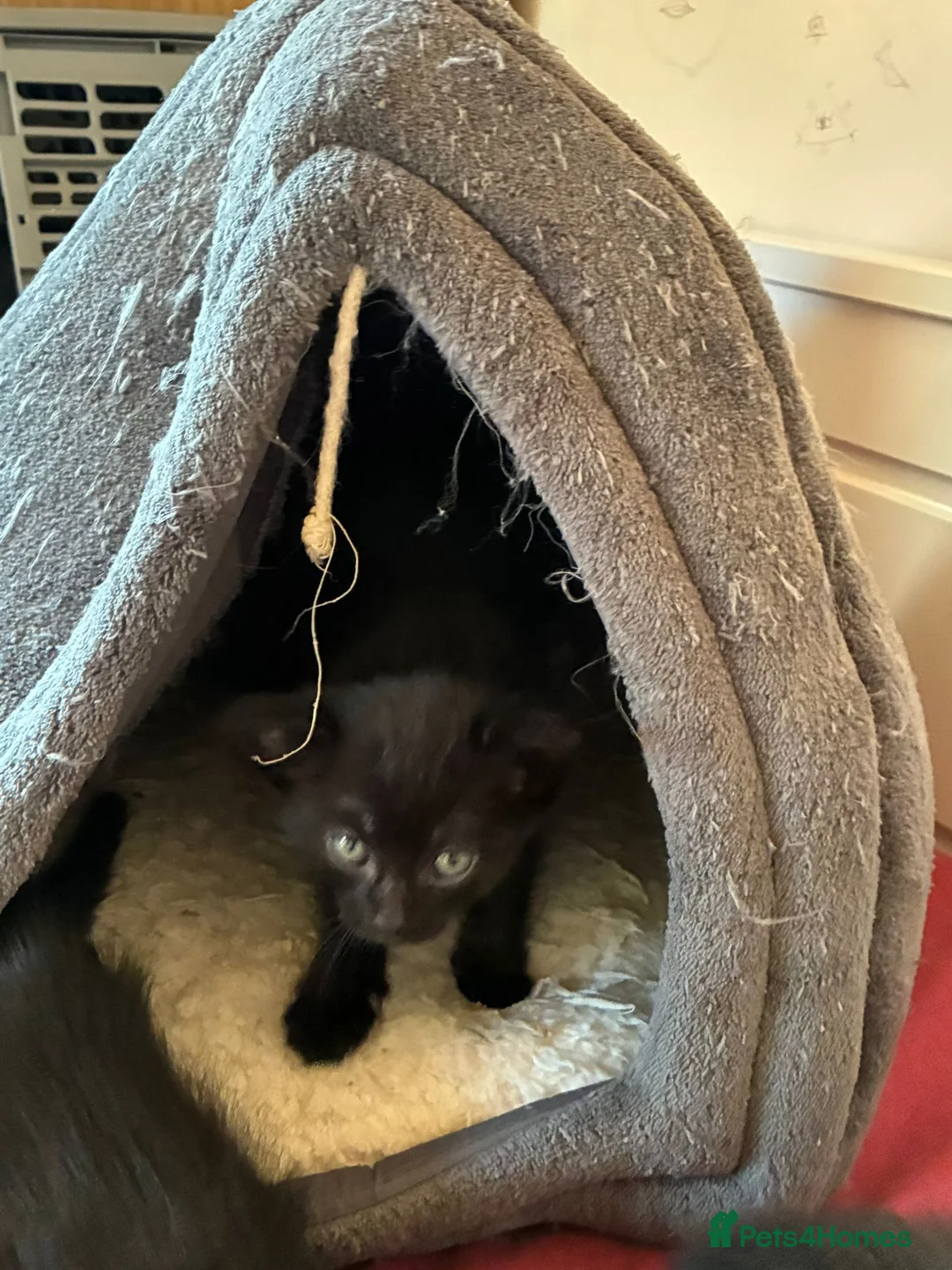 Mixed Breed cats for sale: Two little sisters - Advert 7