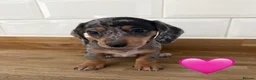 Miniature Dachshund dogs for sale: Beautiful Dapples 5 Star Licensed 5 Star reviews  - Advert 25