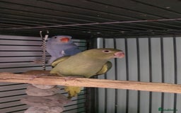 Ringnecks birds for sale: Lovely Handreared Ringnecks, Alexandrines, Conures - Image 12