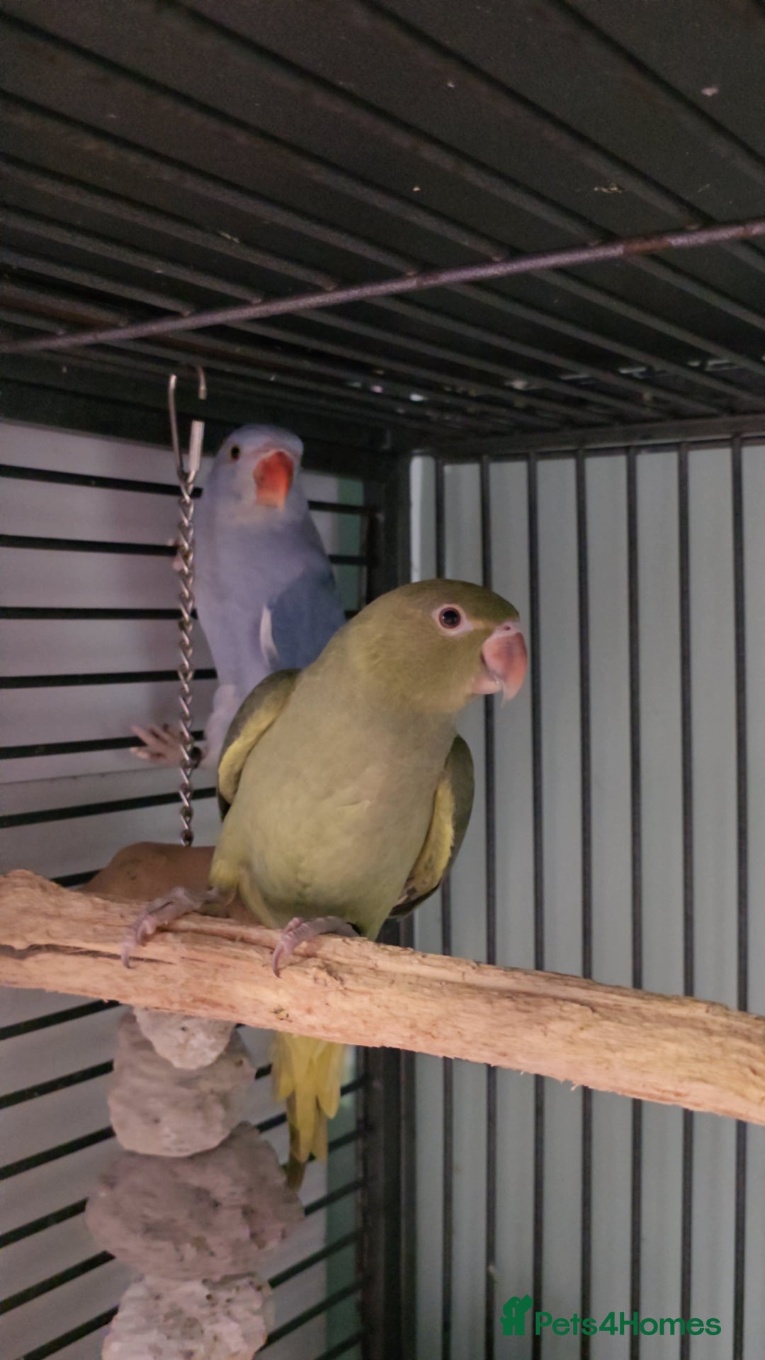 Ringnecks birds for sale: Lovely Handreared Ringnecks, Alexandrines, Conures - Image 12