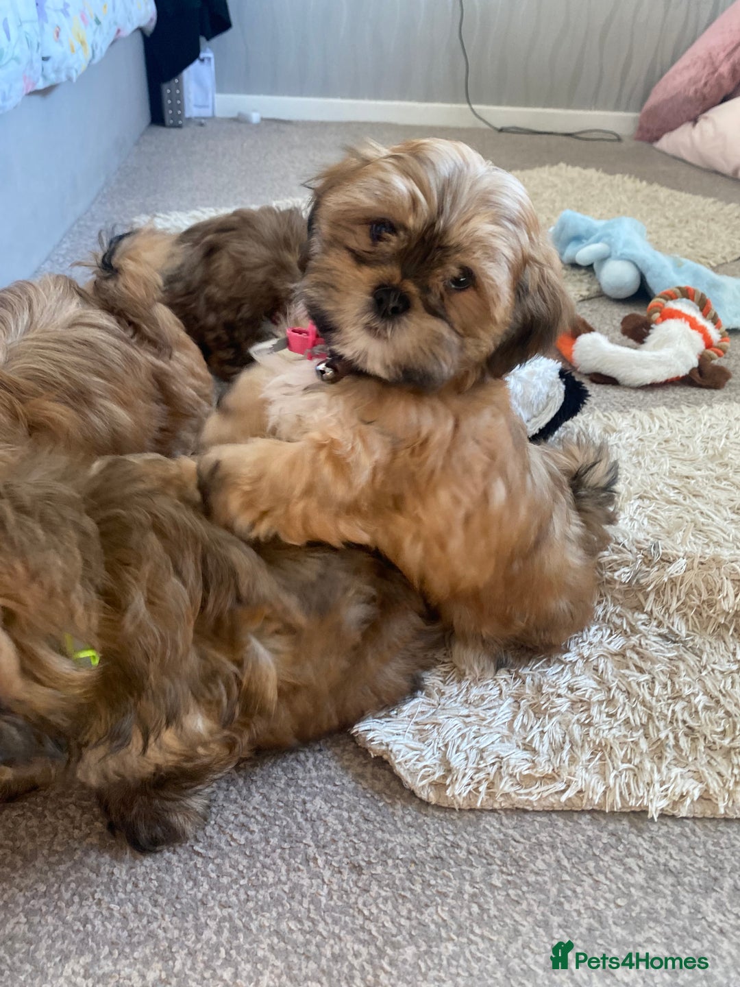 Shih Tzu dogs for sale: Shih Tzu puppies  - Image 4