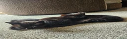 Mixed Breed cats for sale: X 3 British blue Bengal Kittens  - Advert 4