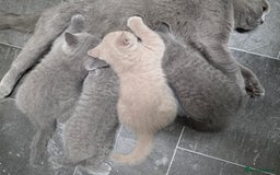British Shorthair cats for sale: Cute British Shorthair Kittens Ready for go - Image 13