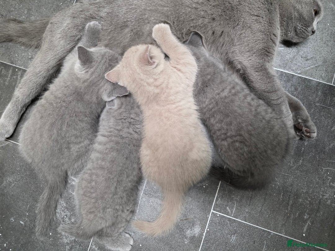British Shorthair cats for sale: Cute British Shorthair Kittens Ready for go - Image 13
