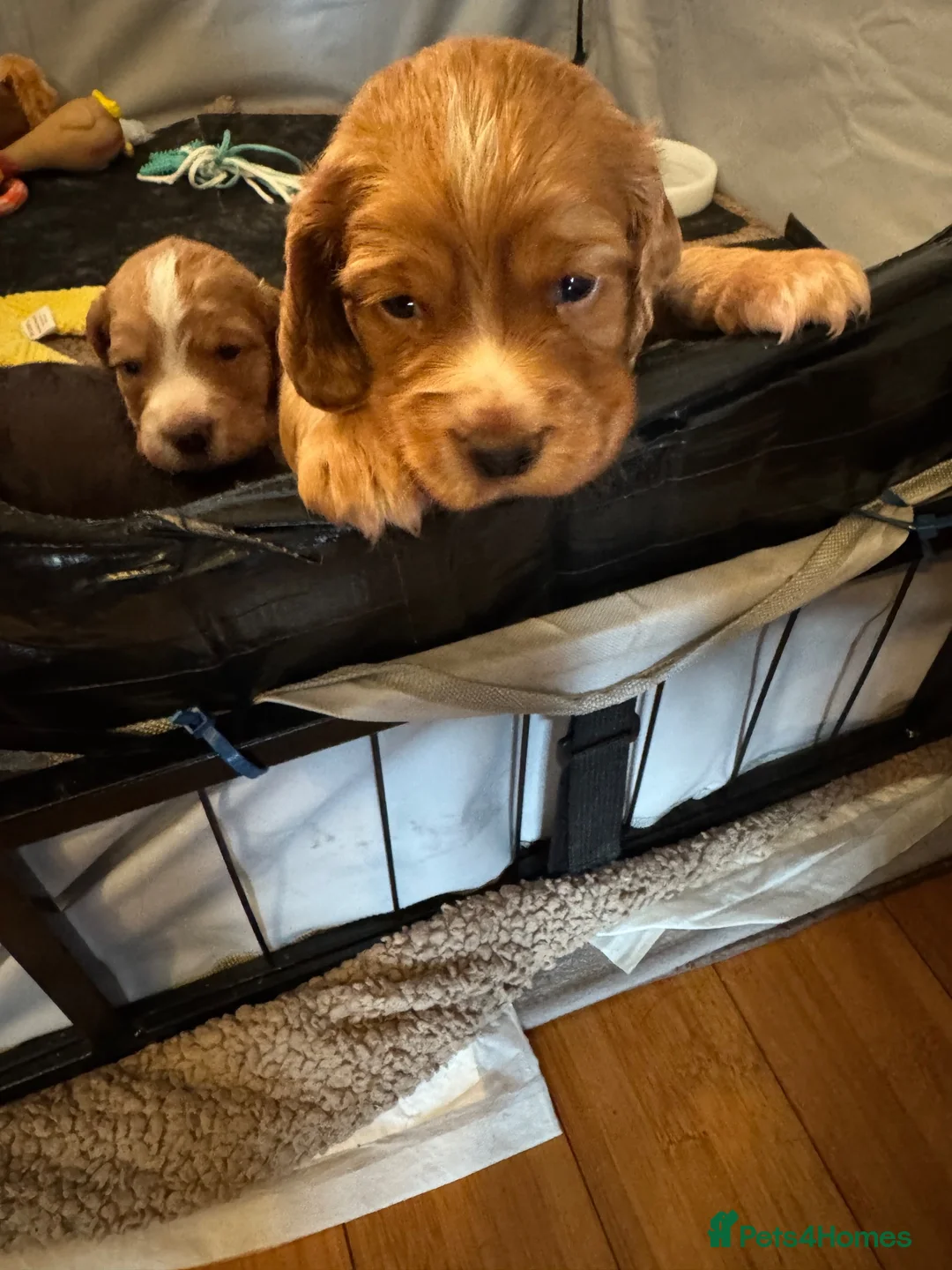 Cocker Spaniel dogs for sale: Kc registered Working cocker spaniel for sale - Advert 2