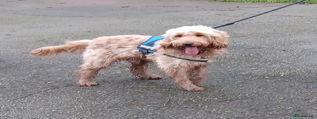 Ozzie 