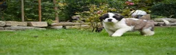 Saint Bernard dogs for sale: Outstanding St Bernard puppies for sale  - Advert 13