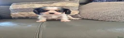 Cavalier King Charles Spaniel dogs for sale: KC Health Clear Cavalier King Charles Boys - Advert 10