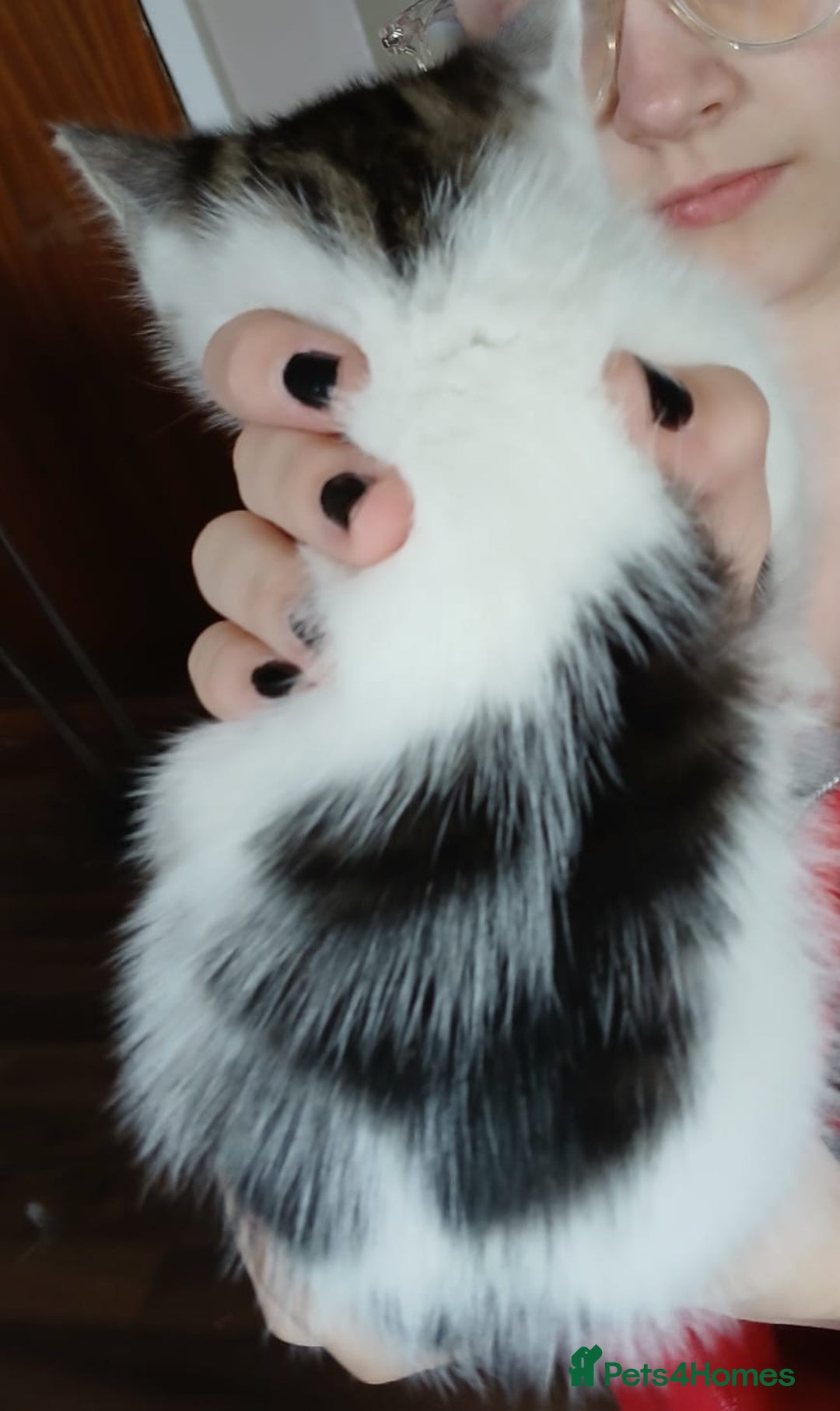Mixed Breed cats for sale: 4 kittens 1 boy & 3 girls - Image 8