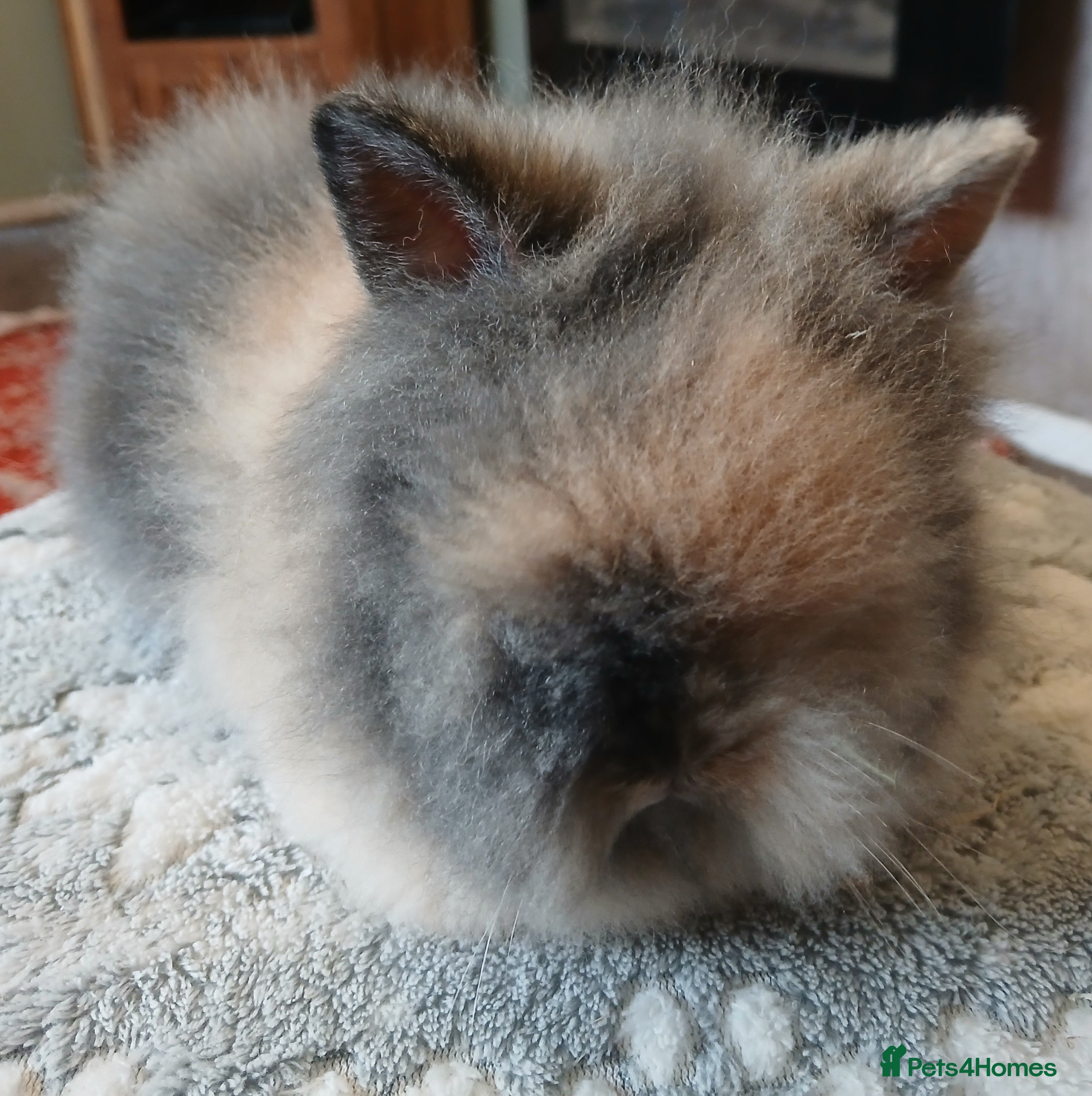 Lionhead rabbits Stunning DM Lionhead baby rabbits  - Advert 18