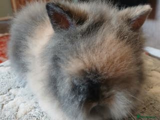 Lionhead rabbits LAST ONE Stunning DM Lionhead baby rabbit - Advert 14