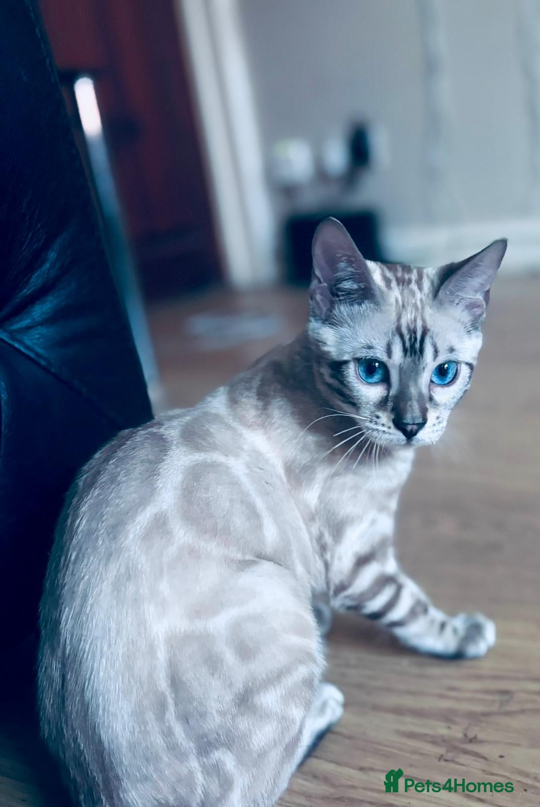 Bengal cats Snow, Silver &amp; Brown Clouded Top Quality Bengals - Advert 2