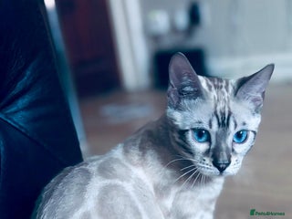 Bengal cats Snow, Silver & Brown Clouded Top Quality Bengals - Advert 2