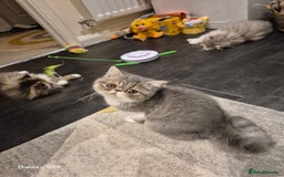 Exotic cats for sale: Exotic longhair and short hair kittens  - Image 24