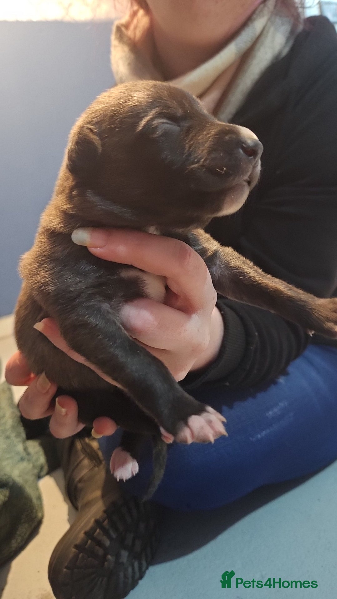 Whippet dogs for sale: 8 beautiful  brindle whippet  - Advert 19