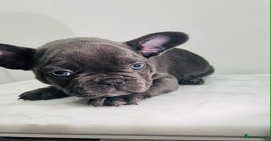 French Bulldog dogs KC registered French Bulldog Puppies - Advert 2