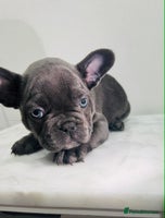 French Bulldog dogs KC registered French Bulldog Puppies - Advert 2