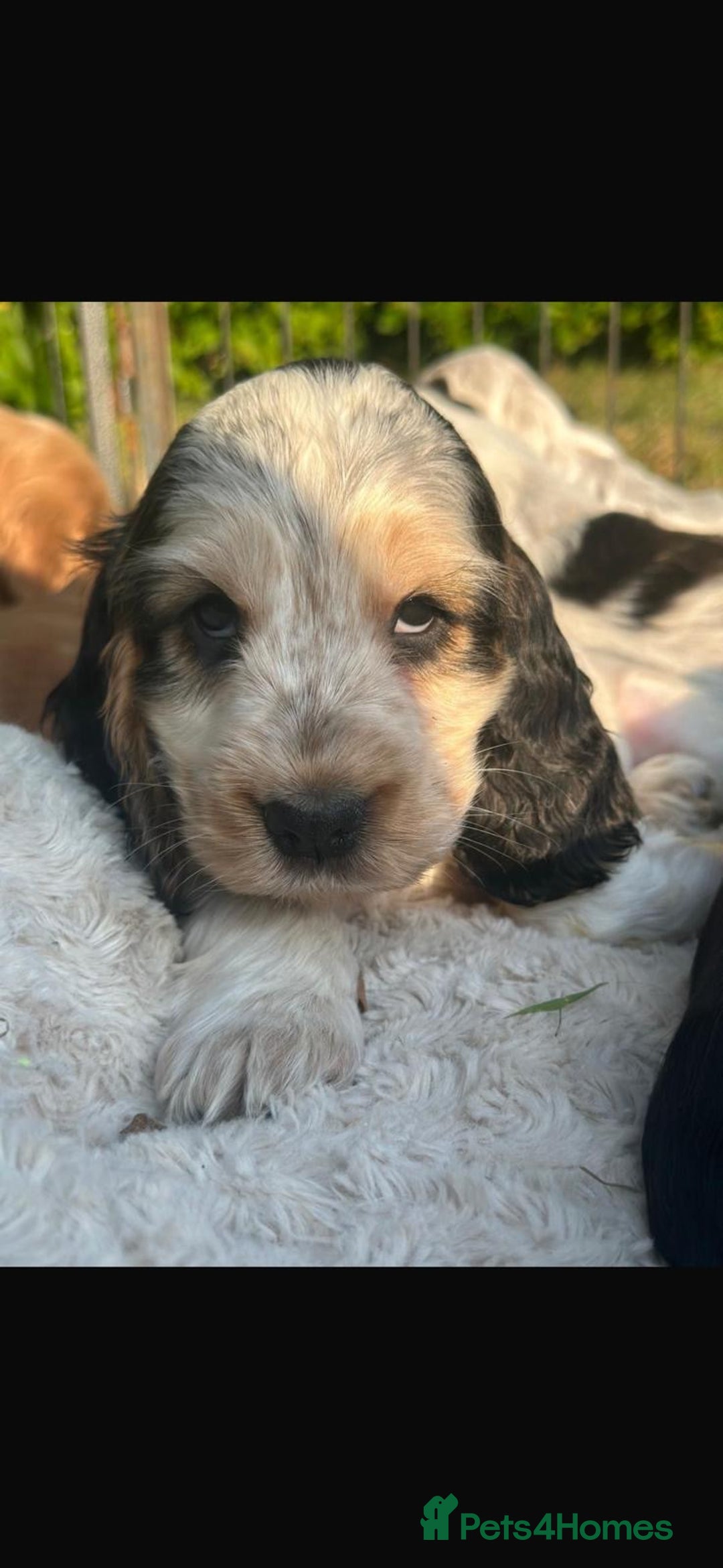 Cocker Spaniel dogs for sale: STUNNING Rizi Bizi sired Cocker puppies DNA Tested - Image 4