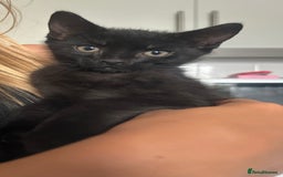 Mixed Breed cats for sale: Beautiful kitten for sale - Image 4