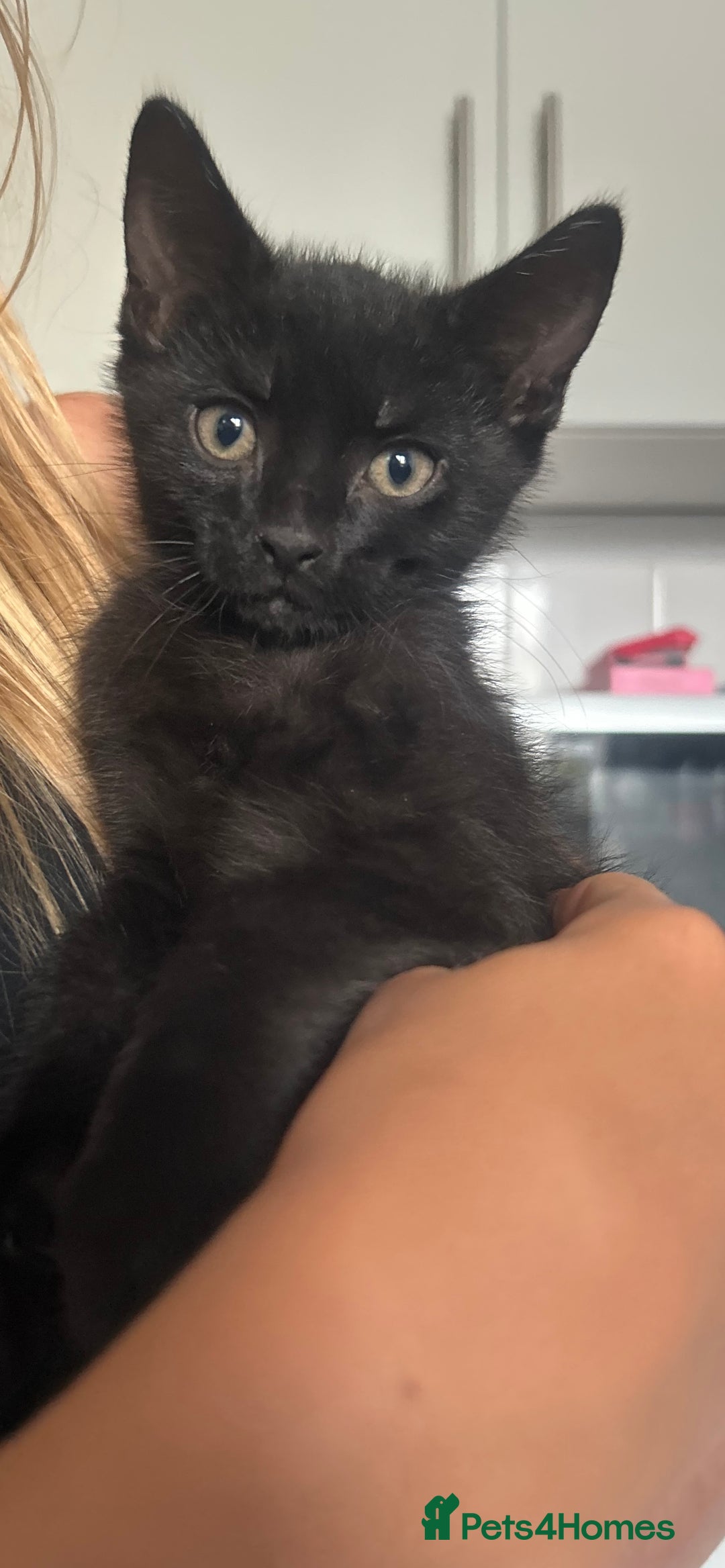 Mixed Breed cats for sale: Beautiful kitten for sale - Image 4