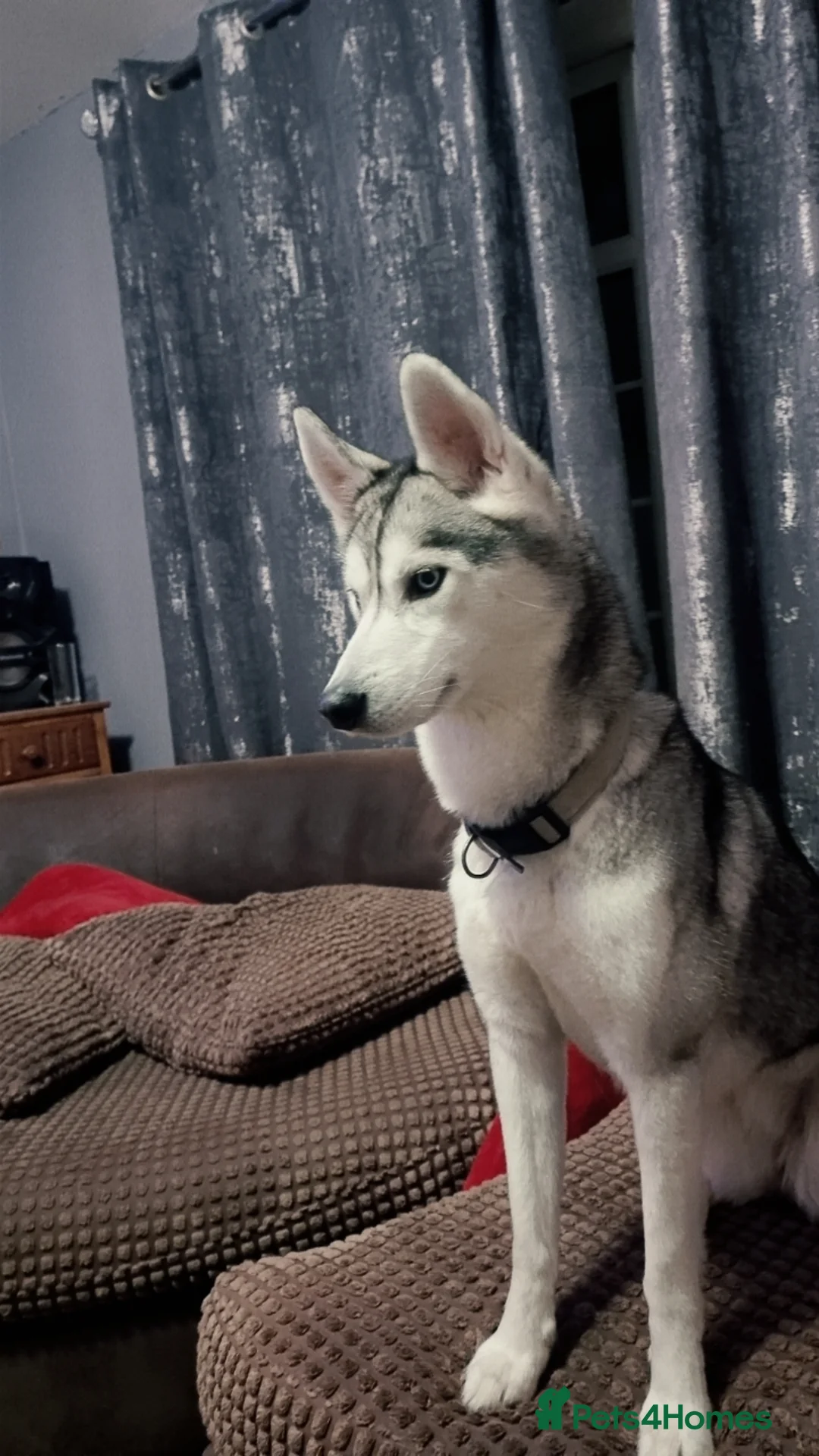 Siberian Husky dogs for sale: Female siberian husky - Advert 2