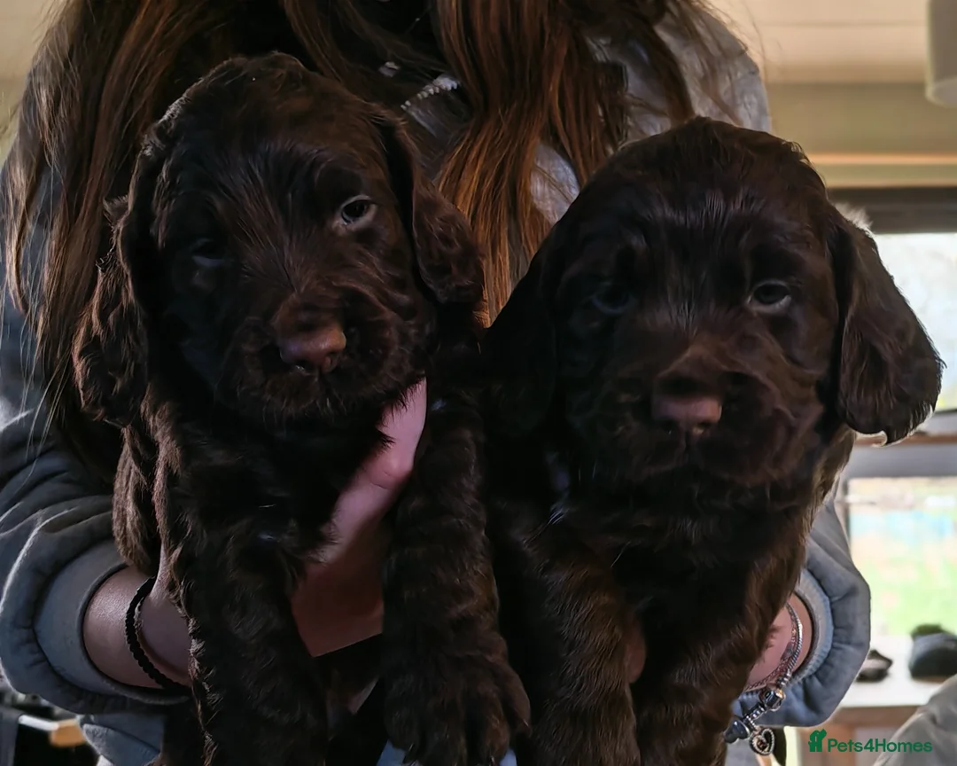 Sprocker dogs for sale: Spectacular Sprocker Boys - Advert 6