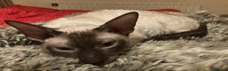 Cornish Rex cats for sale: Cornish Rex Chocolate Point Male 9 months £500 - Advert 4